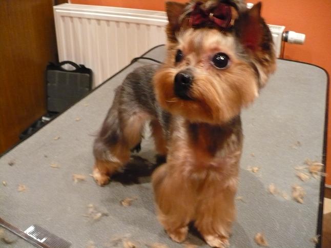 AZOR Psi Fryzjer-strzyżenie psów u klienta lub odbiór i odwóz po pielęgnacji